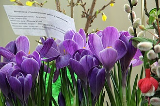 В Белгороде открылась областная выставка цветов
