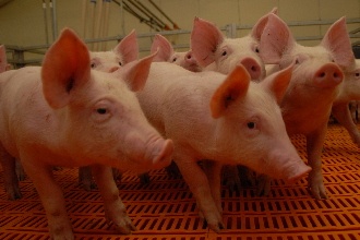 Немецкие инвесторы могут развернуть в регионе крупный свиноводческий проект
