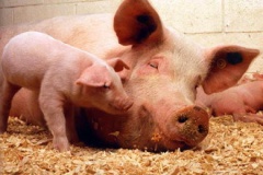 В Белгородской области выкупят всех свиней из личных подсобных хозяйств
