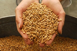 Россельхознадзор подтверждает высокое качество белгородского зерна нового урожая
