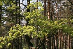 Житель Белгородской области заплатит около 770 тысяч рублей за порчу лесных насаждений