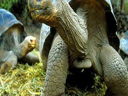 Черепахи — близкие родственники динозавров