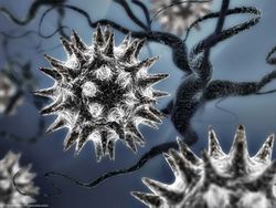 Некоторые вирусы укрепляют наше здоровье