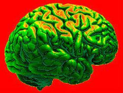 Ученые: мозг человека может контролировать работу генов