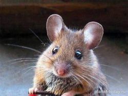Ученые сомневаются в экспериментах, проводимых на мышах