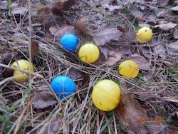Удивила находка: в Литве растут разноцветные грибы?