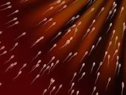 Из клеток кожи созданы сперматозоиды и яйцеклетки