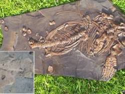 На побережье Уэльса нашли останки ихтиозавра