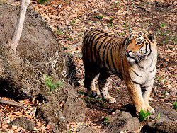 В Приморье отловили вернувшегося из Китая амурского тигра Устина