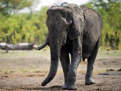 Техас: отменен аукцион на убийство слона