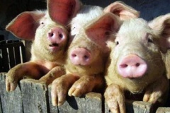Из-за ситуации с АЧС на свинокомплексах Белгородской области проходят массовые проверки