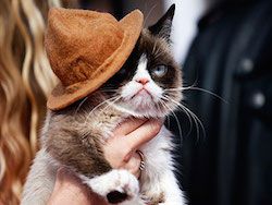 Сердитый котик встретился с поклонниками в Нью-Йорке