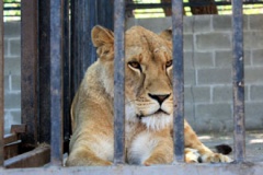 В Белгородском зоопарке львица задушила мужчину