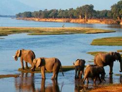 Браконьеры за пять лет истребили половину слонов Мозамбика
