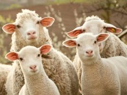 PETA подала жалобу на фермера, который ругался матом при овцах