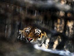 Президентские тигрята продолжают осваивать новые территории
