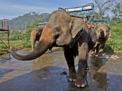 Слоны во Вьетнаме находятся на грани исчезновения