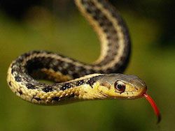 Учёные выяснили, какой была первая змея