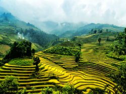 Вьетнам реструктуризирует сельское хозяйство