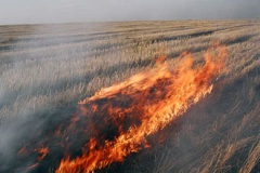 C возгоранием 8000 квадратных метров камыша белгородские пожарные боролись несколько часов