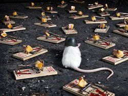 Мышей научат обнаруживать взрывчатку