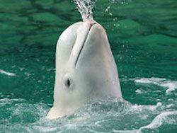 Зоозащитники устроили акцию протеста в дельфинарии