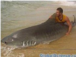 Человек сумел поймать тигровую акулу голыми руками