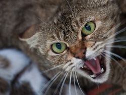 Агрессивная кошка в США несколько часов держала хозяев на улице