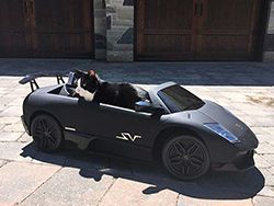 Диджей из Канады подарил своему коту Lamborghini