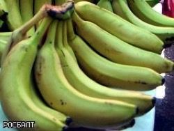 Мир может остаться без бананов из-за опасного грибка
