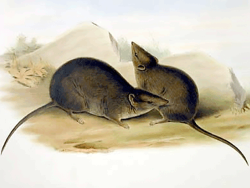Найдены два новых вида убивающей себя сексом сумчатой мыши