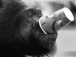 Шимпанзе не прочь выпить