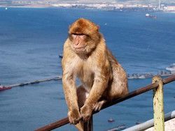 Туристка заявила о сексуальном домогательстве со стороны обезьяны