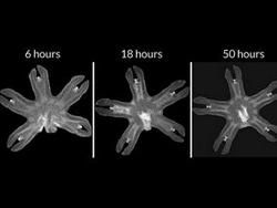 Ученые изучили способ регенерации лунных медуз