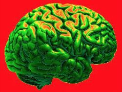 Ученые: объем головного мозга зависит от группы крови