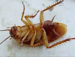Ученые предложили жителям развивающихся стран питаться тараканами