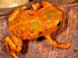 В Бразилии обнаружено семь новых видов лягушек