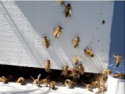 Житель Аризоны выжил после укуса тысячи пчел