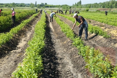К сбору урожая земляники садовой приступили в Белгородской области