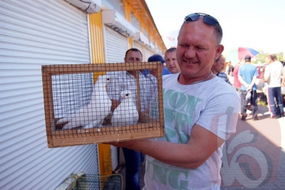 Первая летняя выставка голубей прошла в Белгороде