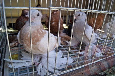 Первая летняя выставка голубей прошла в Белгороде