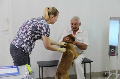 Прививки животным от бешенства в Белгороде можно сделать бесплатно
