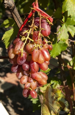 Около тонны винограда десертных и столовых сортов собрали на ферме в Строителе Белгородской области
