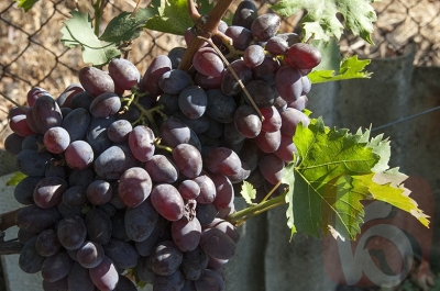 Около тонны винограда десертных и столовых сортов собрали на ферме в Строителе Белгородской области