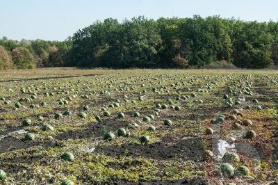 Урожай арбузов осенних сортов созрел в Яковлевском районе Белгородской области