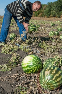 Урожай арбузов осенних сортов созрел в Яковлевском районе Белгородской области
