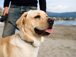 Определена порода чаще всего кусающих людей собак