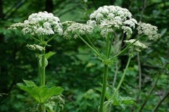«Чёрная книга» завезённых растений появится в Белгородской области
