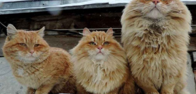 Зоозащитница из Бердянска нашла клад благодаря своей любви к котам