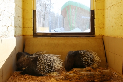 В Белгородском зоопарке рассказали, почему дикобразов нельзя беспокоить